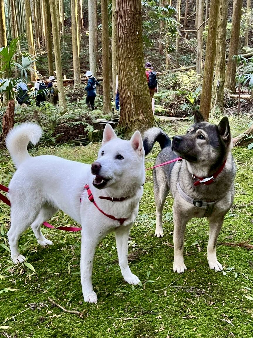 神社だよりのサムネイル